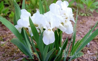 Белый карлик — белый ирис на грядке