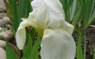 Бордюрный Белый