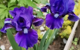 Бордюрный Синий