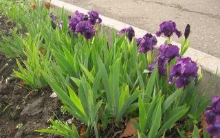 Фиолетовые ирисы в цветнике - ДИТЯ НОЧИ