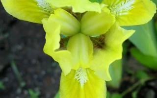 Эйприл Эксэнт