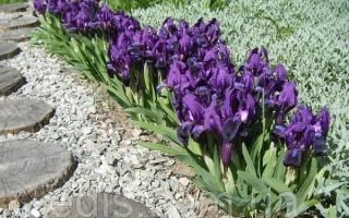 Фиолетовый Низкорослый