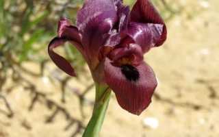 Тёмно-фиолетовый цветок ириса на фоне песка - ГАЛИНА ЛЕВКО