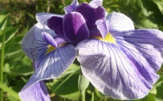 Горянинский