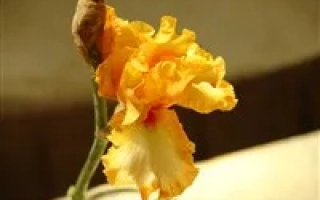 Желтый цветок ириса на светлом фоне - Гвардейский