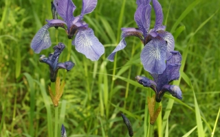 Цветок ирис на зеленом фоне - КЕРЖЕНЕЦ