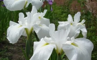 Клавдия Попова