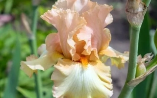 Констант Вотез