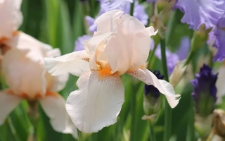 Марина Раскова