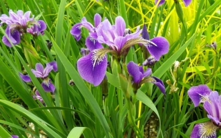 Фото фиолетовых ирисов на зеленом фоне - НОКТЮРН
