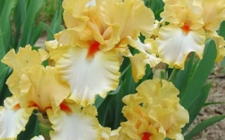 Желтые ирисы на клумбе - Олимпийский