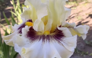 Орхид Тэйпстри