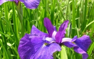 Памяти Лучник