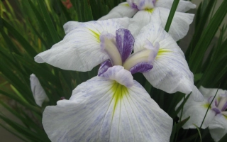 Поклон Еременко