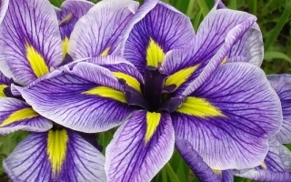 Цветок ириса фиолетового цвета с желтыми пятнами на лепестках - ПРИНЦЕССА УКОКА