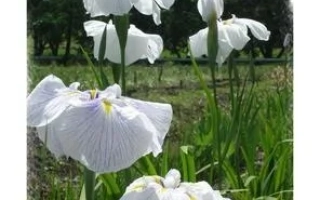 Призрак Счастья