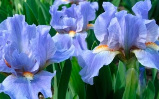 Синие ирисы на зелёном фоне - САПФАЙЕР