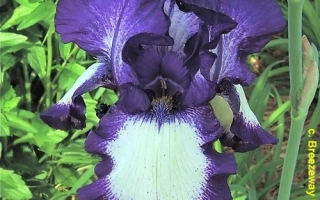 Степпинг Аут