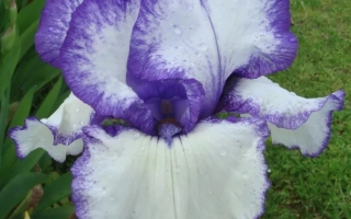 Стич ИН Тайм