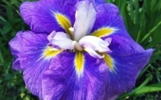 Толмачевский