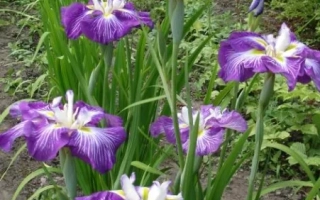 Усть-Катунь