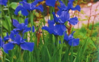 Верещагинец