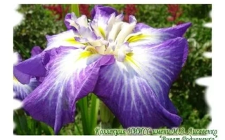 Виват Родионенко