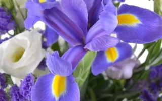 Фотография фиолетовых ирисов с белыми цветами на фоне - Водолей
