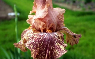 Крупный план цветка ириса на фоне зеленого поля - ЖИРАФИК