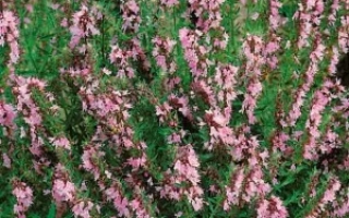 Розовый Фламинго