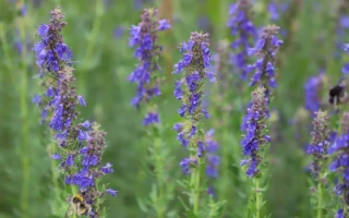 Волоконовский