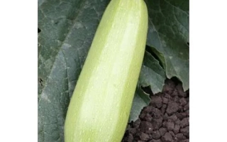 Алесандрино