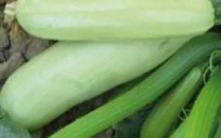 Ардендо 174 F1