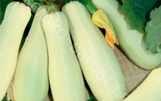 Белоплодные