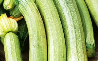 Бианка ди Триесте