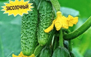 Джентльмены Удачи