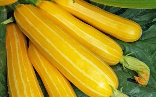 Полосатое Солнышко