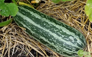 ТИГРЕТТО ди ИТАЛИЯ