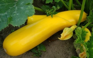 Желтый кабачок Золотинка на грядке с листьями и цветком
