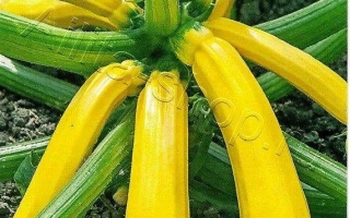 Золотой Телец