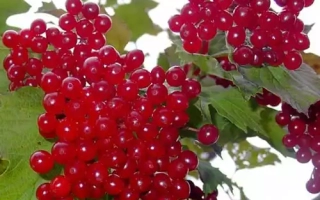 Великоплидна