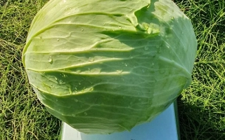 Свежая капуста на весах Expert - Аккорд