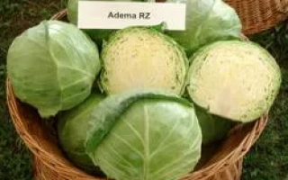 Кочаны капусты в корзине с надписью Adema RZ - Адема РЦ F1