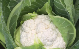 Аероспейс F1