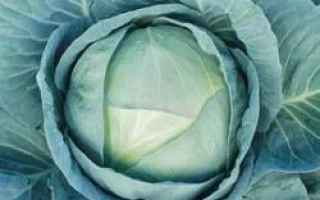 Свежая капуста без названия продукта - Агрессор F1