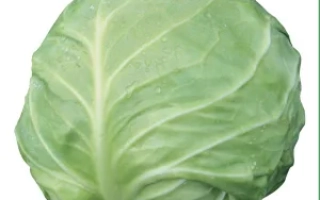Свежая капуста Акира F1
