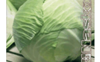 Капуста АКВИЛОН F1 на деревянной поверхности