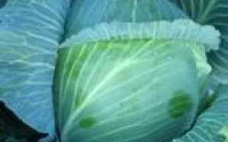 Свежая капуста Альфредо F1