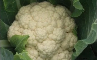 Алабастра F1