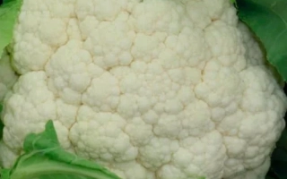 Белокочанная капуста - Аламбра F1